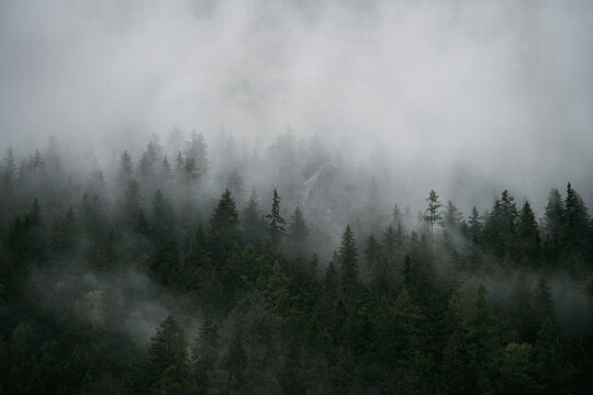 Clouds over mountain trees