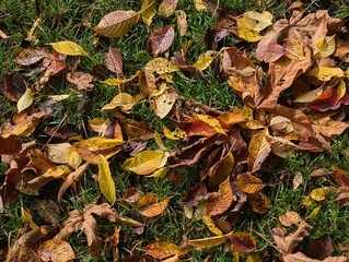 Autumn leaves background. A yellowed maple, sukura and oak leaves on a grass