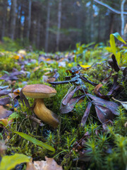 Podgrzybek Brunatny