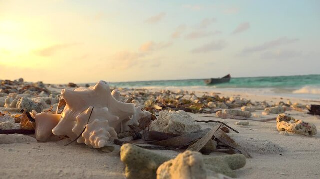 A bird flies by a conch shell on a tropical beach at sunset with a boat in the background