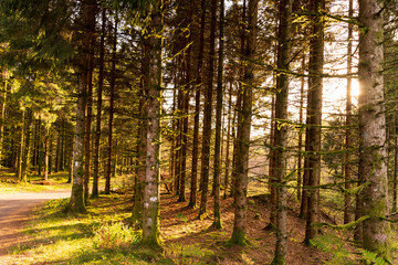 Obraz premium Foret en automne pour se balader