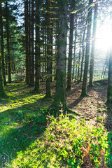 Obraz premium Foret en automne pour se balader