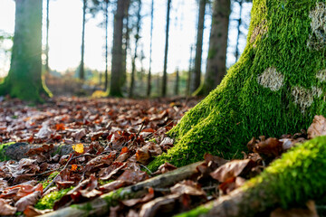 Les arbres dans la foret en automne