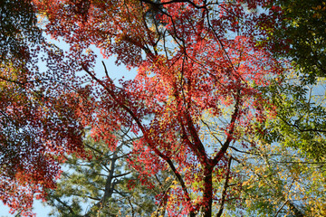 京都御苑　苑内の紅葉　京都市上京区