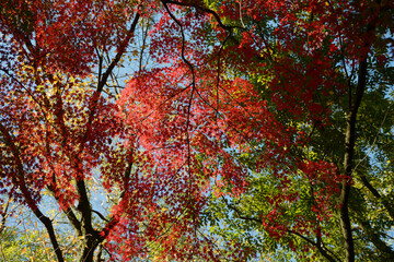 京都御苑　苑内の紅葉　京都市上京区