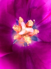 close up of purple tulip flower