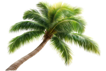 Obraz premium Tropical green palm tree in the sunshine