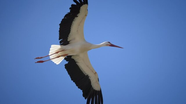 A stork in flight very close, 4K very slomo