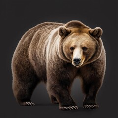 Fototapeta premium Large brown bear stands. Wild animal portrait on transparent background. Powerful stance of Ursus Arctos species. Animal focus wild nature. Image for wildlife, nature, ecology projects. Suitable for