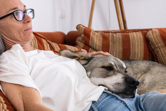 Affection between large dog and owner