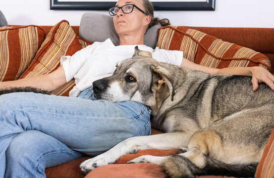 Affection between large dog and owner