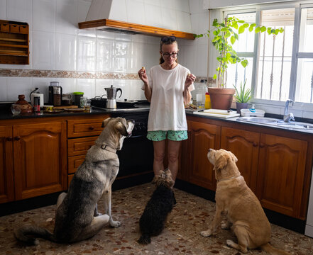 Three dogs waiting for treats in a kitchen.