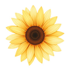 Muted Sunflower on transparent background
