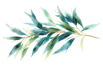 Fototapeta premium Eucalyptus leaves are a natural beauty in every touch