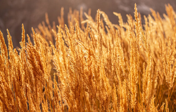 Golden autumn grass in sunlight close-up

