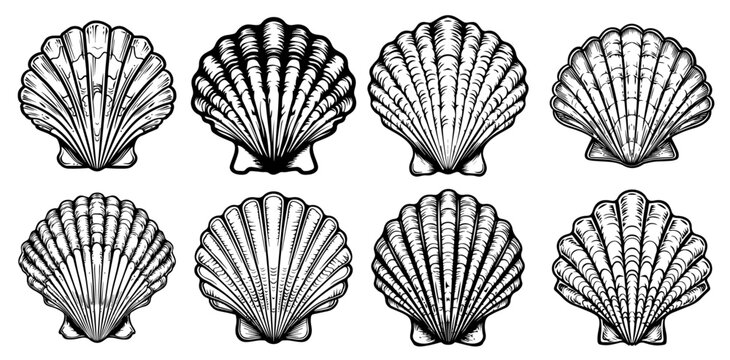 realistic shell designs in hand-drawn black and white vector illustration