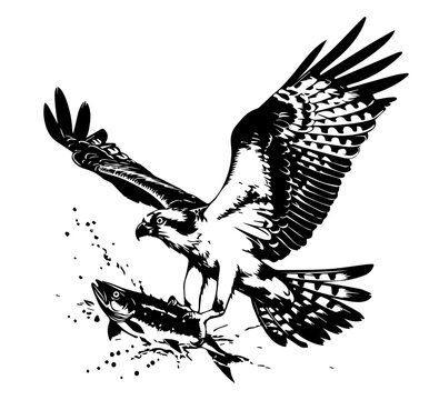 osprey catching fish in natural habitat hand-drawn black vector illustration