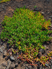 plant in the ground