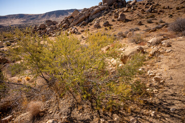 Discover the Unique Plants of Joshua Tree Desert Landscape