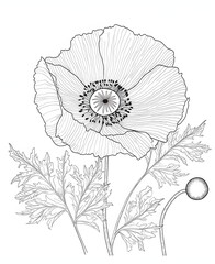 Fototapeta premium Intricate Line Art of Mandala Poppy Flower Design