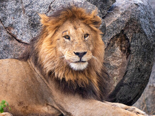 Beautiful male lion (Panthera leo) in the Serengeti.
