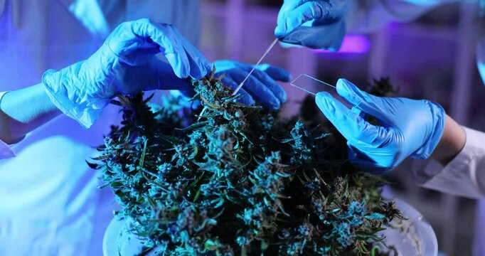 Laboratory scientists in sterile gloves work with cannabis plant. Medical professionals take samples of marijuana plant using probe sticks