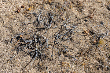 Discover the Unique Plants of Joshua Tree Desert Landscape