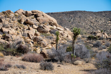 Discover the Beauty of Joshua Tree National Park Today