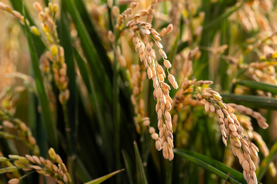 Close-up of an ear of rice 