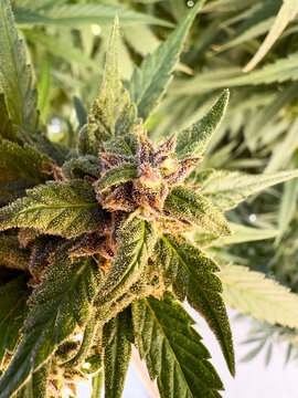 Marijuana bud