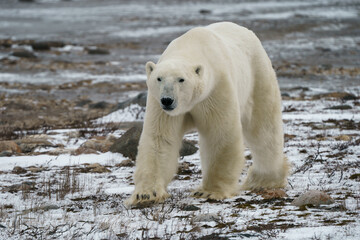 Isolated polar bear walking on the tundra of Churchill, Manitoba Canada