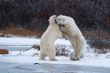 two polar bears sparring in Churchill Manitoba Canada