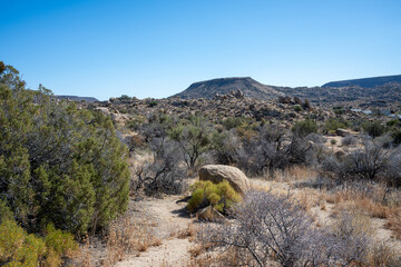 Discover the Beauty of Joshua Tree National Park Today