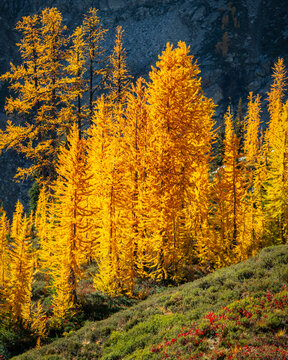 Larch Trees with Golden Yellow Pine Needles