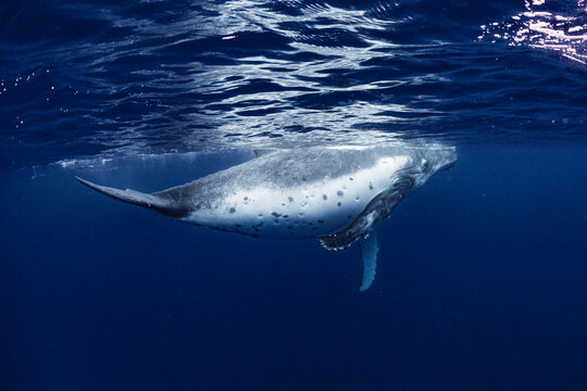 White Humpback Whale