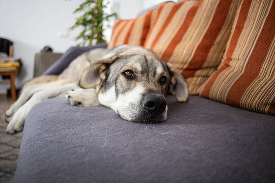 Bid dog lays on sofa