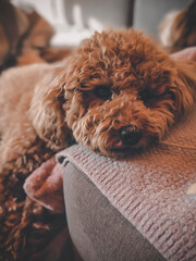 cocker spaniel puppy