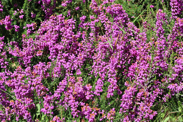 Pink bell heather flowers in close up