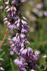 Pink heather flowers in close up