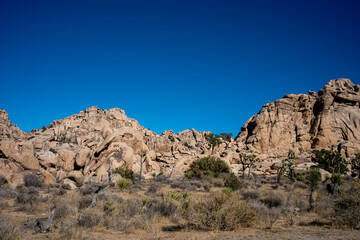 Fototapeta premium Discover the Beauty of Joshua Tree National Park Today