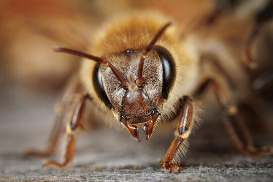 Honey Bee