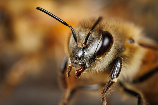 Honey Bee