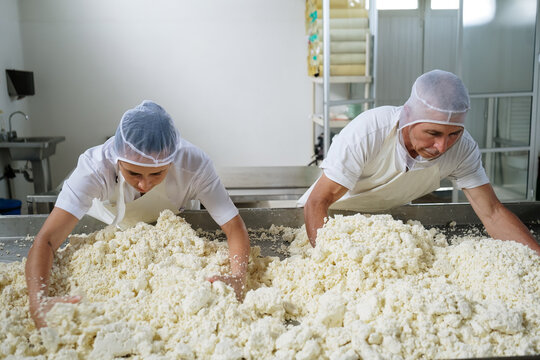 Cheese factory workers kneading cheese curds into large table