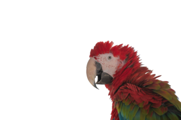head of macaw with white background