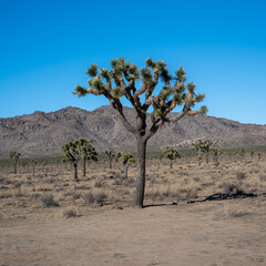 Fototapeta premium Explore Joshua Tree National Park’s Mountains and Stunning Desert Views