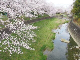 曇天の水無瀬川の桜