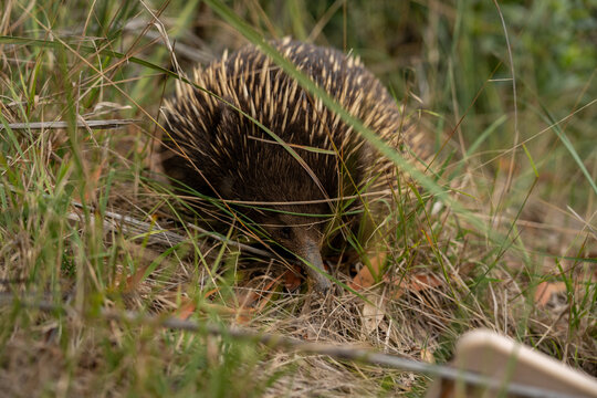 An echidna walking in the bush 