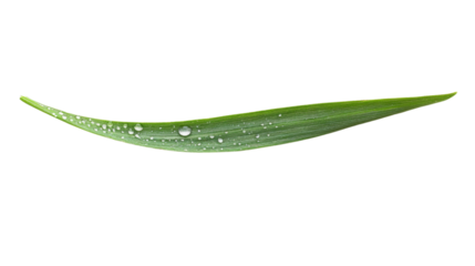 Grass blade with dewdrops transparent background