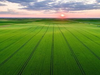 Sunset illuminating vast green farm field with tractor tracks: aerial view of agriculture landscape