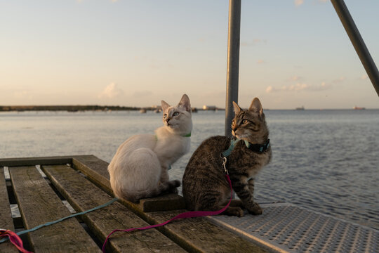 Cats on Pier